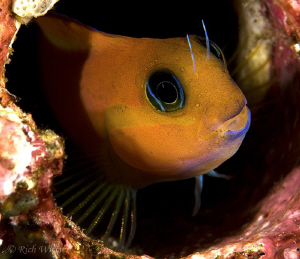 Peek-A-Boo :) - Nikon D300, 105mm, twin Inon z240s. by Richard Witmer 